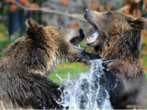 Лов на мрког медведа може бити озакоњен