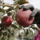 Нова сорта јабуке може да стоји годину дана