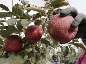 Нова сорта јабуке може да стоји годину дана