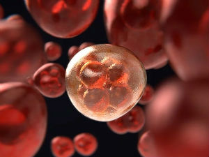 Научници открили „имунотерминатора“ за ћелије рака
