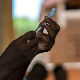 СЗО оптужена да без одобрења испитује вакцину за маларију на 720.000 деце