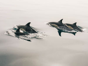 Откривени остаци праисторијског делфина-убице