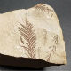 Биљни фосил стар 65 милиона година пронађен на југу Турске
