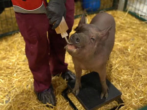 Илон Маск свету представио „сајбер свињу“