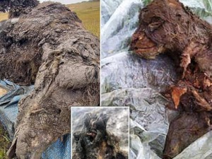 Пронађено савршено очувано тело медведа старо скоро 40.000 година