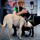 На аеродрому у Хелсинкију пси који откривају коронавирус