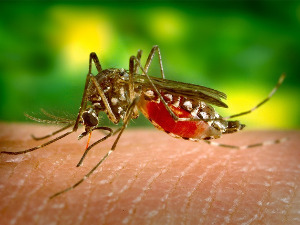 Научници открили шта је то у људској крви што привлачи комарце