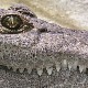 Јесте ли чули за шпанског крокодила
