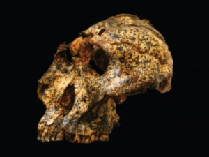 Лобања стара два милиона година открива нове детаље еволуције човека