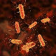 Бактерије које се хране угљен-диоксидом 