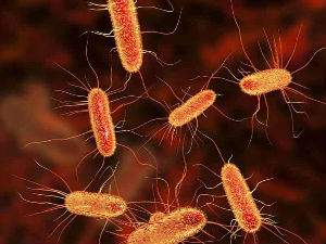 Бактерије које се хране угљен-диоксидом 