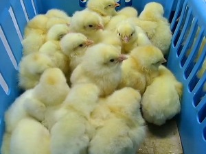 Kako mogu da se ojačaju krila srpskom živinarstvu