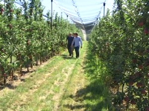 Sa plantaže Jokića pet vrsta jabuka svetskog kvaliteta