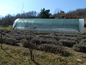 Urbana poljoprivreda je svetski trend – bašte zamenjuju betonske zidove i na rubovima Beograda