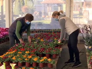 Šumadija beleži rast u proizvodnji cveća, primenjuju svetske standarde