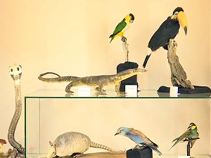 Богатству збирки Природњачког музеја доприносе и његови посетиоци