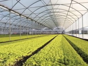 Salata iz Rume na italijanski način, višak povrća za kooperantsku čorbicu