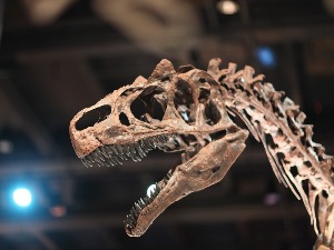 Откривена нова врста диносауруса у Аустралији – био је велики као кошаркашки терен