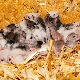 Како се родило 168 мишева зачетих спермом из свемира