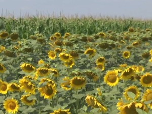 Iako je bilo besplatno, ratari u Žitištu nisu iskoristili osiguranje za 600 hektara useva