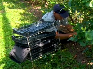 Nepogode desetkovale borovnicu, nema dovoljno berača – šta se dešava sa cenama