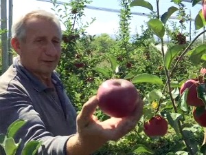 Uzgoj jabuka skup i zahtevan – da li se i kada isplati