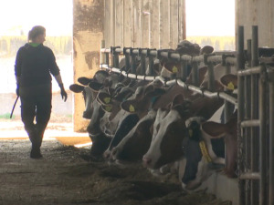 Zbog poskupljenja stočne hrane mlekari na gubitku, nadaju se boljoj otkupnoj ceni
