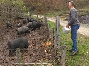 Mogu li šumadinka, moravka i mangulica ponovo da budu naš brend, kao u vreme Miloša Obrenovića