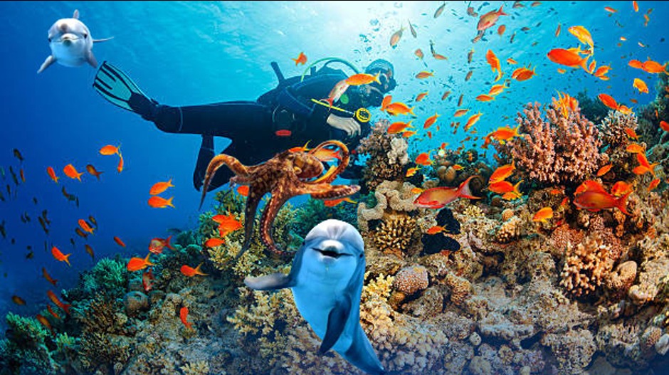 Велико плаветнило – завирите у подводни свет, мале тајне роњења