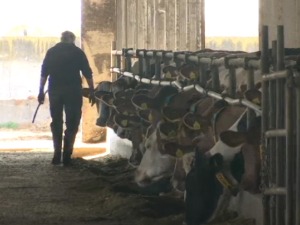 Proizvođačima mleka sve teže, a uvoz obara vrednost domaćih proizvoda