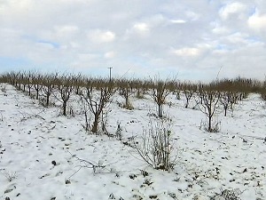 Traži se naslednica požegače - lepotica nije otporna, ali nada obećava