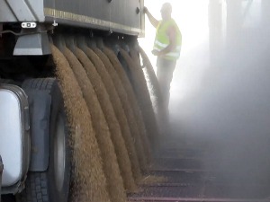 Berze pšenice ustalasane zbog Ukrajine, kakvo je stanje u Srbiji