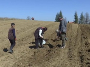 Prolećna sadnja malina, zašto stručnjaci smatraju da su voćari zakasnili