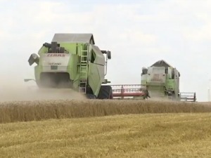Rat i žitarice – koliko zemlje regiona zavise od uvoza