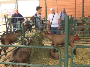 Poskupljenje energenata i žitarica nije jedini problem stočara