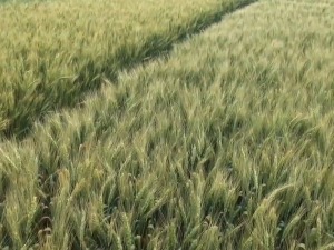 Kakva će biti žetva - zašto je važno da se u Srbiji seju zrna nove genetike
