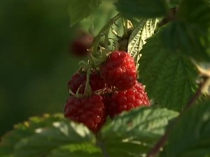 Od maline u Srbiji živi pola miliona ljudi, najavljena strategija razvoja