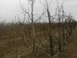 Zbog visokih temperatura voće bi moglo slabije da rodi