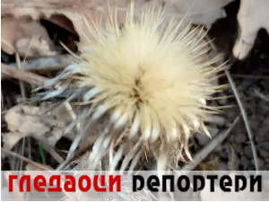 Гледаоци репортери (23. новембар 2023.)