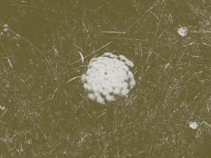 Имагинарни пејзажи