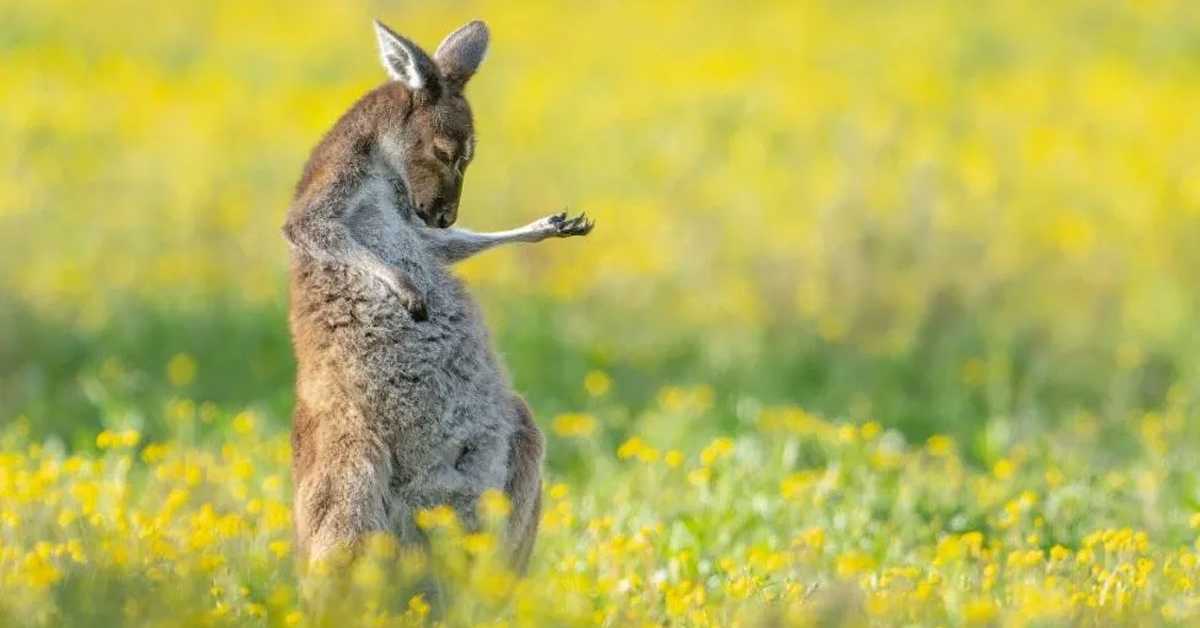 Кенгур гитариста најкомичнија фотографија дивљине за 2023. (comedywildlifephoto.com) Кенгур гитариста најкомичнија фотографија дивљине за 2023.