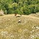 Ливно је дивно је - годину дана касније 
