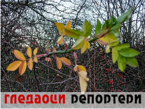 Гледаоци репортери (2. децембар 2023.)