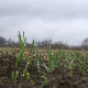 Силоси пуни пшенице – глодари направили штету на усевима