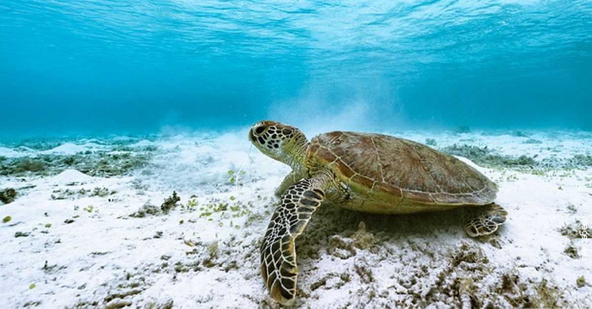 Чувари великог коралног гребена: Корњаче са острва Рејн, прва епизода Чувари великог коралног гребена: Корњаче са острва Рејн, прва епизода