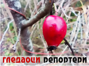 Гледаоци репортери 17. децембар 2023.