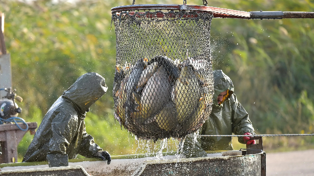 Ribarstvo u Srbiji u krizi, proizvodimo samo jednu pastrmku po stanovniku