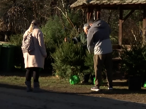 Јелке са бусеном украс шабачких домова, касније дворишта