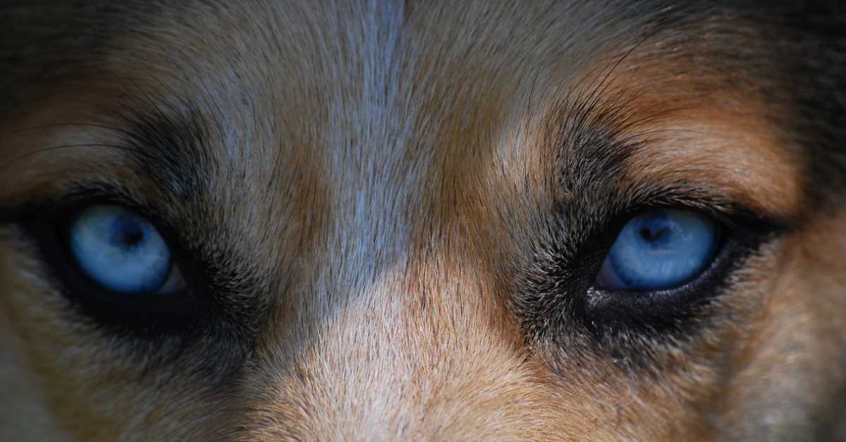 Пси су током припитомљавања променили боју очију, зашто посебно волимо оне са смеђим, топлим погледом
