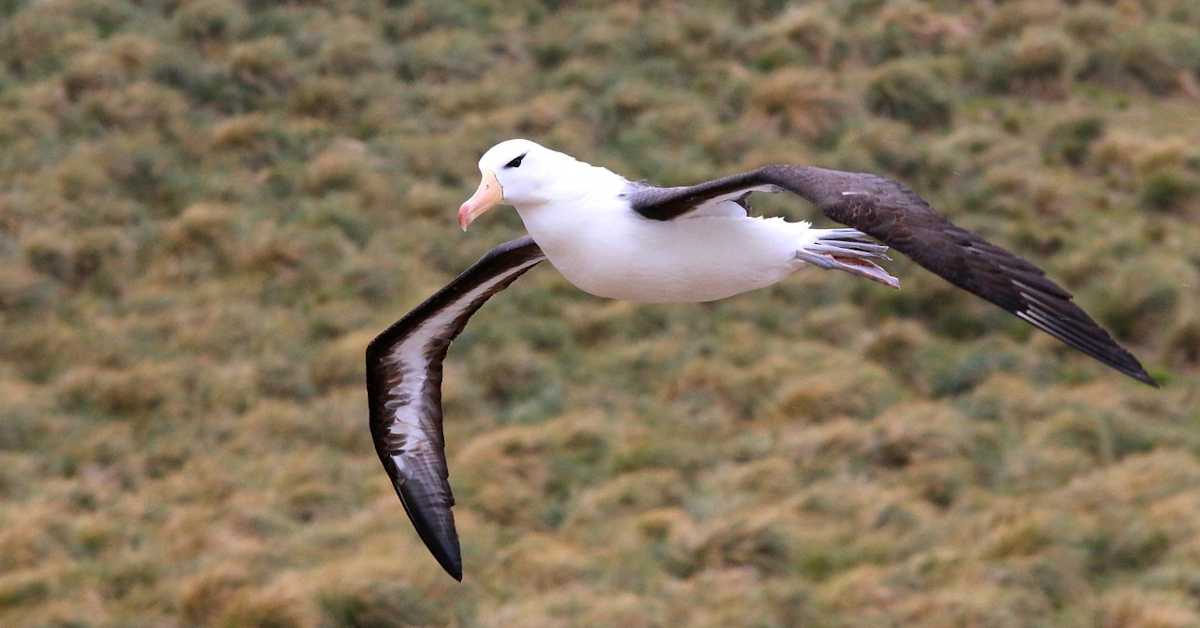 Детектују инфразвук за лет дуг 10 пута до Месеца и назад – задивљујући албатроси